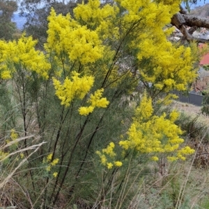 Acacia boormanii at Fadden, ACT - 13 Aug 2023