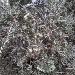 Melicytus angustifolius subsp. divaricatus (Divaricate Tree Violet) at The Brothers, NSW - 12 Aug 2023 by mahargiani