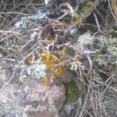 Teloschistes sp. (genus) (A lichen) at The Brothers, NSW - 11 Aug 2023 by mahargiani