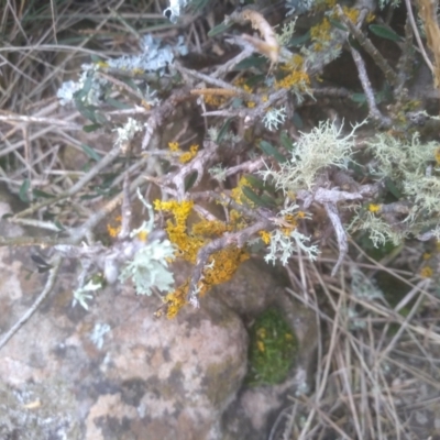 Teloschistes sp. (genus) (A lichen) at The Brothers, NSW - 12 Aug 2023 by mahargiani