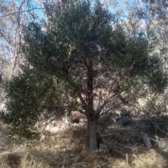 Acacia melanoxylon (Blackwood) at Numeralla, NSW - 12 Aug 2023 by mahargiani