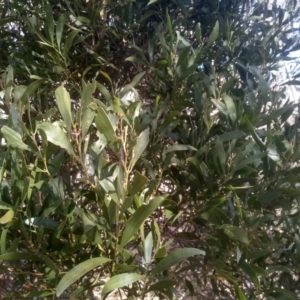 Acacia melanoxylon at Numeralla, NSW - 13 Aug 2023