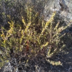 Acacia aureocrinita at Numeralla, NSW - 12 Aug 2023 by mahargiani