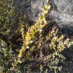 Acacia aureocrinita at Numeralla, NSW - 13 Aug 2023