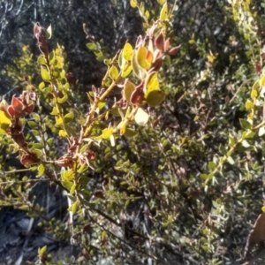 Acacia aureocrinita at Numeralla, NSW - 13 Aug 2023