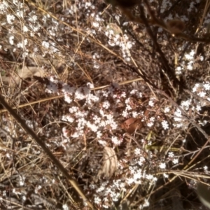 Styphelia attenuata at Numeralla, NSW - 13 Aug 2023