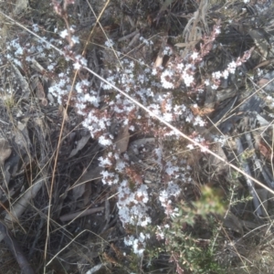 Styphelia attenuata at Numeralla, NSW - 13 Aug 2023