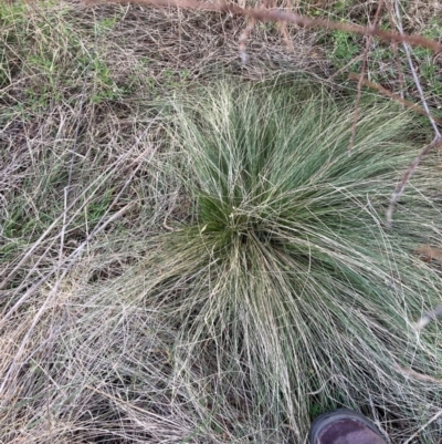 Nassella trichotoma (Serrated Tussock) at The Fair, Watson - 11 Aug 2023 by waltraud