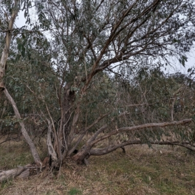 Eucalyptus dives (Broad-leaved Peppermint) at Tuggeranong, ACT - 13 Aug 2023 by HelenCross