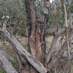 Eucalyptus dives at Kambah, ACT - 13 Aug 2023
