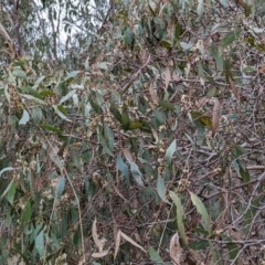 Eucalyptus dives at Kambah, ACT - 13 Aug 2023