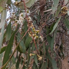 Eucalyptus dives at Kambah, ACT - 13 Aug 2023