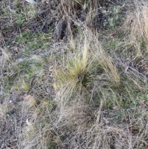 Nassella trichotoma at Watson, ACT - 11 Aug 2023