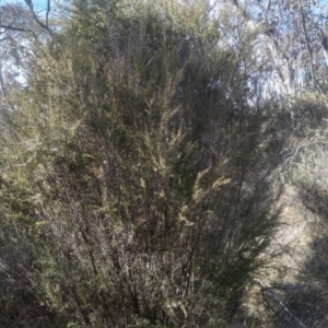 Leptospermum obovatum at Numeralla, NSW - 13 Aug 2023