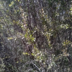 Leptospermum obovatum at Numeralla, NSW - 13 Aug 2023