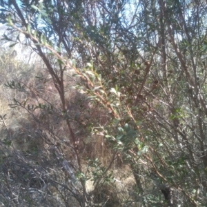 Leptospermum obovatum at Numeralla, NSW - 13 Aug 2023