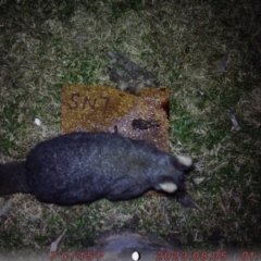 Trichosurus vulpecula (Common Brushtail Possum) at Sullivans Creek, Acton - 4 Aug 2023 by MichelleZRG