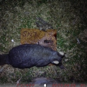 Trichosurus vulpecula at Acton, ACT - 5 Aug 2023 01:43 AM