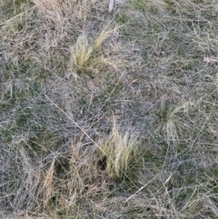 Nassella trichotoma (Serrated Tussock) at The Fair, Watson - 11 Aug 2023 by waltraud