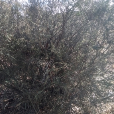 Leptospermum obovatum (River Tea Tree) at Numeralla, NSW - 13 Aug 2023 by mahargiani