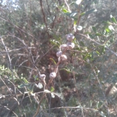 Leptospermum obovatum at Numeralla, NSW - 13 Aug 2023