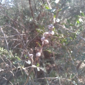 Leptospermum obovatum at Numeralla, NSW - 13 Aug 2023 10:27 AM