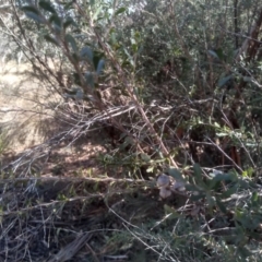 Leptospermum obovatum at Numeralla, NSW - 13 Aug 2023 10:27 AM