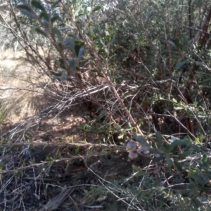 Leptospermum obovatum at Numeralla, NSW - 13 Aug 2023