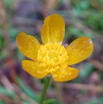 Ranunculus lappaceus (Australian Buttercup) at Deua National Park (CNM area) - 2 Jun 2023 by RobG1