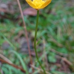 Ranunculus lappaceus at Wyanbene, NSW - 2 Jun 2023