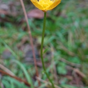 Ranunculus lappaceus at Wyanbene, NSW - 2 Jun 2023