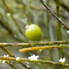 Choretrum candollei (White Sour Bush) at Wyanbene, NSW - 2 Jun 2023 by RobG1