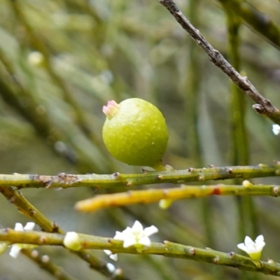 Choretrum candollei (White Sour Bush) at Wyanbene, NSW - 2 Jun 2023 by RobG1