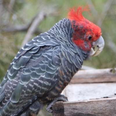 Callocephalon fimbriatum (Gang-gang Cockatoo) at Hackett, ACT - 12 Aug 2023 by petersan