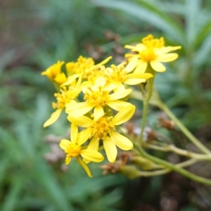 Senecio linearifolius var. arachnoideus at Wyanbene, NSW - 2 Jun 2023