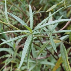 Senecio linearifolius var. arachnoideus at Wyanbene, NSW - 2 Jun 2023