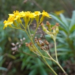 Senecio linearifolius var. arachnoideus at Wyanbene, NSW - 2 Jun 2023 11:00 AM