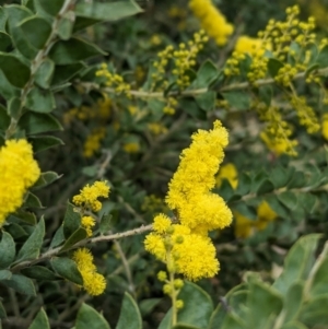 Acacia vestita at Splitters Creek, NSW - suppressed