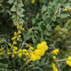 Acacia vestita at Splitters Creek, NSW - 9 Aug 2023