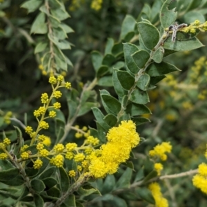 Acacia vestita at Splitters Creek, NSW - suppressed