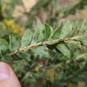 Acacia vestita at Splitters Creek, NSW - suppressed