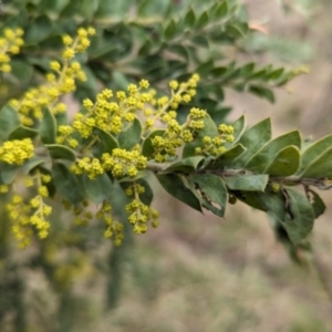 Acacia vestita at Splitters Creek, NSW - suppressed