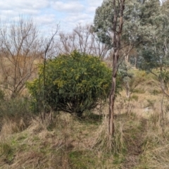 Acacia vestita at Splitters Creek, NSW - 9 Aug 2023