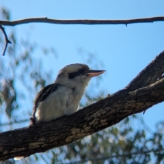 Dacelo novaeguineae (Laughing Kookaburra) at Albury - 13 Aug 2023 by Darcy