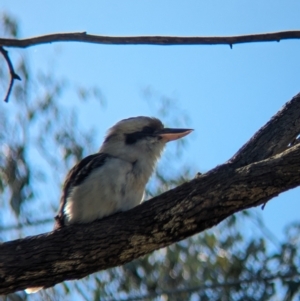 Dacelo novaeguineae at Thurgoona, NSW - 13 Aug 2023 01:06 PM