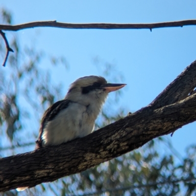 Dacelo novaeguineae (Laughing Kookaburra) at Corry's Wood - 13 Aug 2023 by Darcy