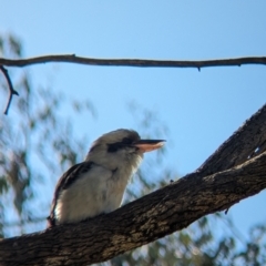 Dacelo novaeguineae at Thurgoona, NSW - 13 Aug 2023 01:06 PM