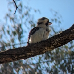 Dacelo novaeguineae at Thurgoona, NSW - 13 Aug 2023 01:06 PM