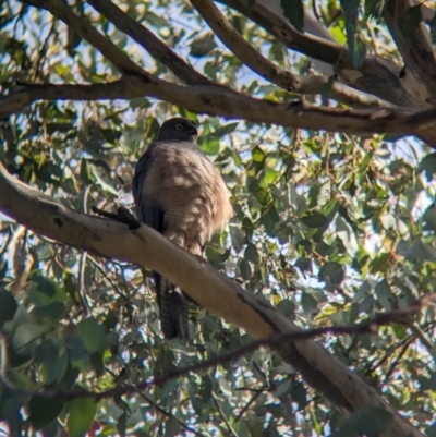Accipiter cirrocephalus (Collared Sparrowhawk) at Albury - 13 Aug 2023 by Darcy