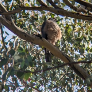 Accipiter cirrocephalus at Thurgoona, NSW - 13 Aug 2023